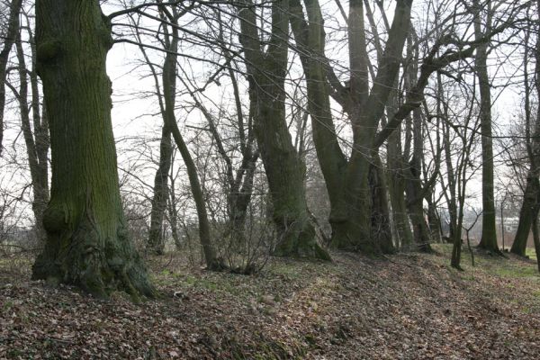 Chlumec nad Cidlinou, 28.3.2011
Lipová alej na levém břehu Cidliny u cesty k bažantnici.
Keywords: Chlumec nad Cidlinou Osmoderma barnabita páchník Elater ferrugineus Crepidophorus mutilatus Lamprodila rutilans