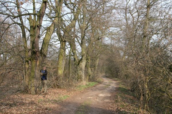 Chlumec nad Cidlinou, 28.3.2011
Lipová alej na levém břehu Cidliny u cesty k bažantnici.
Schlüsselwörter: Chlumec nad Cidlinou Osmoderma barnabita páchník Elater ferrugineus Crepidophorus mutilatus Lamprodila rutilans Kubík