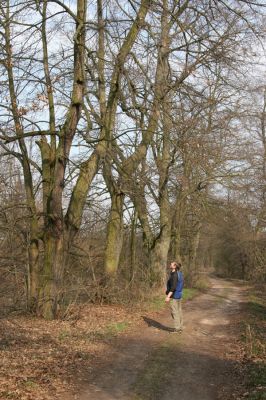 Chlumec nad Cidlinou, 28.3.2011
Lipová alej na levém břehu Cidliny u cesty k bažantnici.
Mots-clés: Chlumec nad Cidlinou Osmoderma barnabita páchník Elater ferrugineus Crepidophorus mutilatus Lamprodila rutilans Kubík