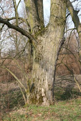 Chlumec nad Cidlinou, 28.3.2011
Lipová alej na levém břehu Cidliny u cesty k bažantnici.
Keywords: Chlumec nad Cidlinou Osmoderma barnabita páchník Elater ferrugineus Crepidophorus mutilatus Lamprodila rutilans