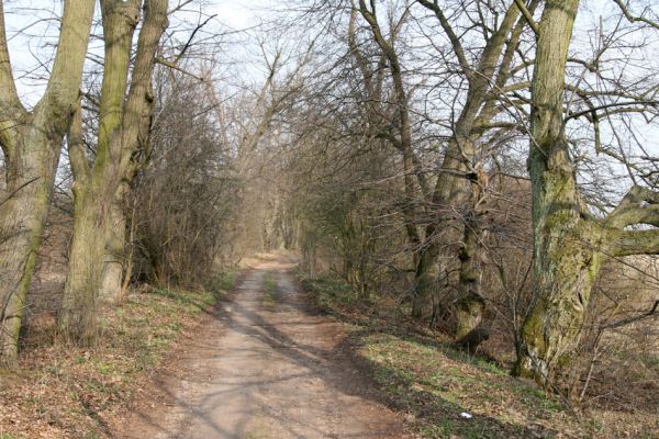 Chlumec nad Cidlinou, 28.3.2011
Lipová alej na levém břehu Cidliny u cesty k bažantnici.
Klíčová slova: Chlumec nad Cidlinou Osmoderma barnabita páchník Elater ferrugineus Crepidophorus mutilatus Lamprodila rutilans