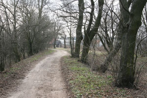 Chlumec nad Cidlinou, 28.3.2011
Lipová alej na levém břehu Cidliny u cesty k bažantnici.
Klíčová slova: Chlumec nad Cidlinou Osmoderma barnabita páchník Elater ferrugineus Crepidophorus mutilatus Lamprodila rutilans