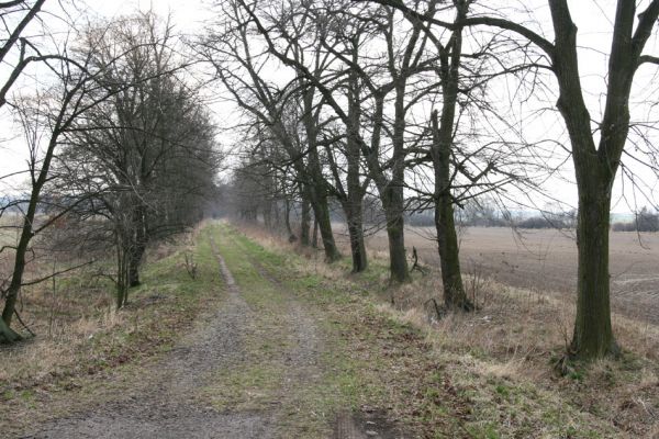 Chlumec nad Cidlinou, 28.3.2011
Lipová alej u Chlumecké bažantnice.
Schlüsselwörter: Chlumec nad Cidlinou Lamprodila rutilans