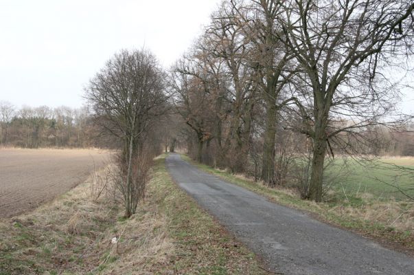 Chlumec nad Cidlinou, 28.3.2011
Lipová alej u Chlumecké bažantnice.
Klíčová slova: Chlumec nad Cidlinou Lamprodila rutilans