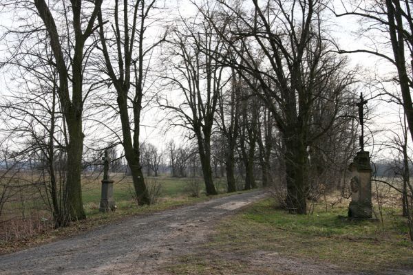 Chlumec nad Cidlinou, 28.3.2011
Lipová alej u Chlumecké bažantnice.
Mots-clés: Chlumec nad Cidlinou Lamprodila rutilans