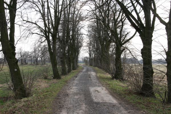 Chlumec nad Cidlinou, 28.3.2011
Lipová alej u Chlumecké bažantnice.
Schlüsselwörter: Chlumec nad Cidlinou Lamprodila rutilans