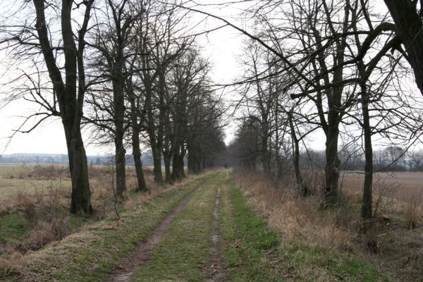 Chlumec nad Cidlinou, 28.3.2011
Lipová alej u Chlumecké bažantnice.
Mots-clés: Chlumec nad Cidlinou Lamprodila rutilans