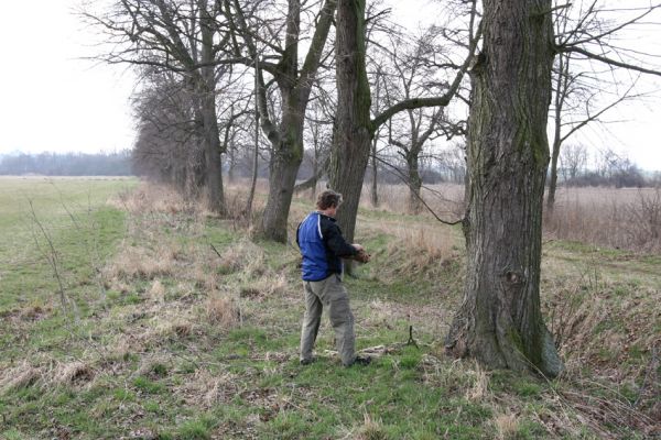 Chlumec nad Cidlinou, 28.3.2011
Lipová alej u Chlumecké bažantnice.
Klíčová slova: Chlumec nad Cidlinou Lamprodila rutilans Kubík