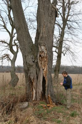 Chlumec nad Cidlinou, 28.3.2011
Dutá lípa v lipová aleji u Chlumecké bažantnice.
Schlüsselwörter: Chlumec nad Cidlinou Lamprodila rutilans Kubík