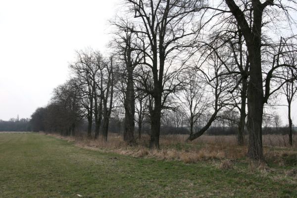 Chlumec nad Cidlinou, 28.3.2011
Lipová alej u Chlumecké bažantnice.
Klíčová slova: Chlumec nad Cidlinou Lamprodila rutilans