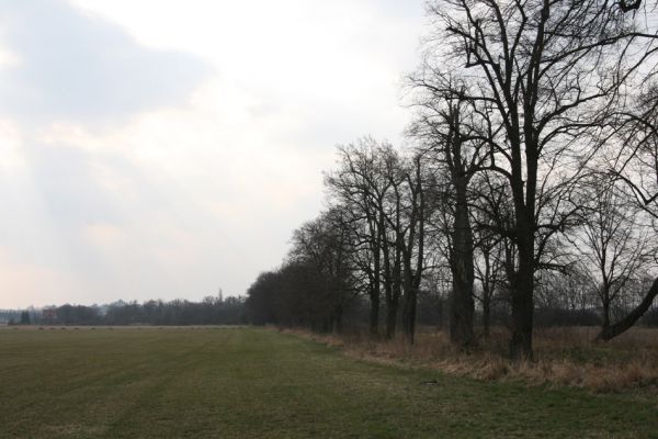 Chlumec nad Cidlinou, 28.3.2011
Lipová alej u Chlumecké bažantnice.
Klíčová slova: Chlumec nad Cidlinou Lamprodila rutilans