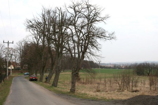 Chlumec nad Cidlinou, 28.3.2011
Lipová alej v Žiželické ulici. 
Schlüsselwörter: Chlumec nad Cidlinou Žiželická Lamprodila rutilans