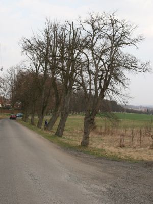 Chlumec nad Cidlinou, 28.3.2011
Lipová alej v Žiželické ulici. 
Keywords: Chlumec nad Cidlinou Žiželická Lamprodila rutilans