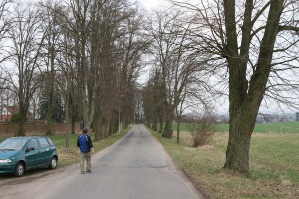 Chlumec nad Cidlinou, 28.3.2011
Lipová alej v Žiželické ulici. 
Mots-clés: Chlumec nad Cidlinou Žiželická Lamprodila rutilans