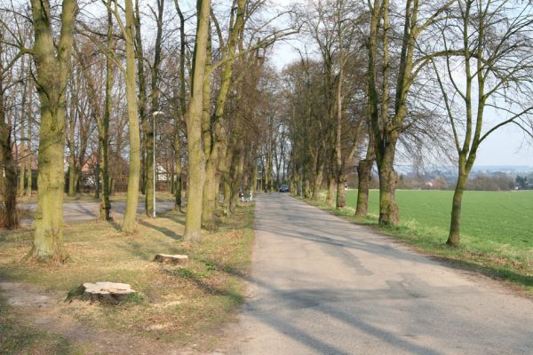 Chlumec nad Cidlinou, 28.3.2011
Lipová alej v Žiželické ulici. 
Mots-clés: Chlumec nad Cidlinou Žiželická Lamprodila rutilans