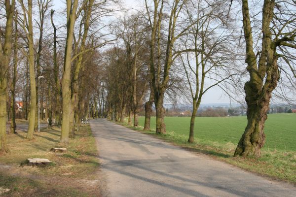 Chlumec nad Cidlinou, 28.3.2011
Lipová alej v Žiželické ulici. 
Mots-clés: Chlumec nad Cidlinou Žiželická Lamprodila rutilans