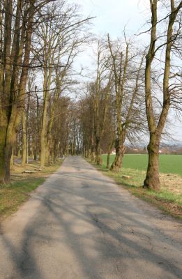 Chlumec nad Cidlinou, 28.3.2011
Lipová alej v Žiželické ulici. 
Klíčová slova: Chlumec nad Cidlinou Žiželická Lamprodila rutilans