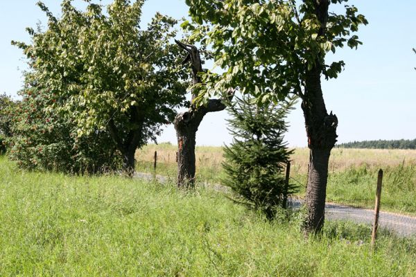 Bačalky, 20.8.2011
Třešňovka u hřbitova.
Schlüsselwörter: Bačalky Anthaxia candens