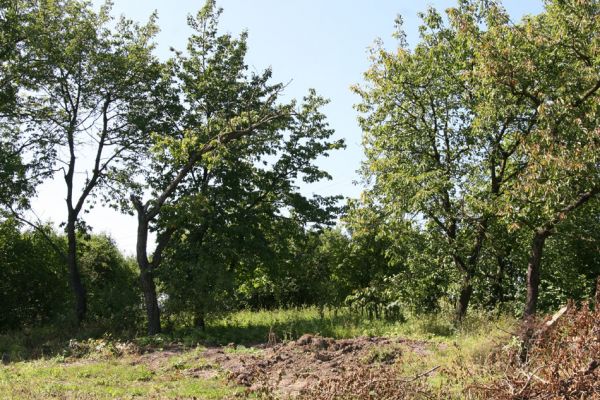 Dětenice, 20.8.2011
Třešeň na západním okraji obce.
Mots-clés: Dětenice Anthaxia candens