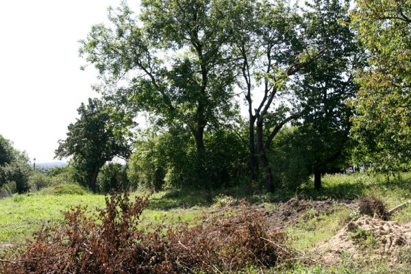 Dětenice, 20.8.2011
Třešeň na západním okraji obce.
Klíčová slova: Dětenice Anthaxia candens