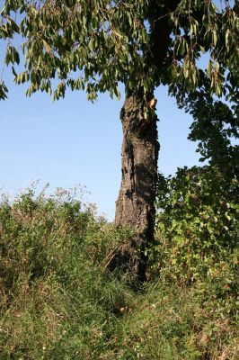 Sobotka, 20.8.2011
Třešňová alej u silnice Osek - Vesec u Sobotky.
Klíčová slova: Sobotka Anthaxia candens