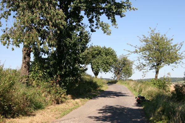 Sobotka, 20.8.2011
Třešňová alej u silnice Osek - Vesec u Sobotky.
Klíčová slova: Sobotka Anthaxia candens