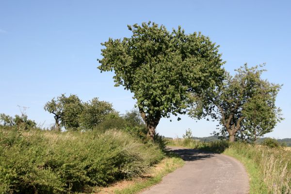 Sobotka, 20.8.2011
Třešňová alej u silnice Osek - Vesec u Sobotky.
Keywords: Sobotka Anthaxia candens