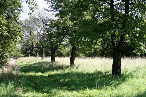 Údrnice, 20.8.2011
Třešňová alej na kopci západně od obce. 
Klíčová slova: Údrnice Anthaxia candens