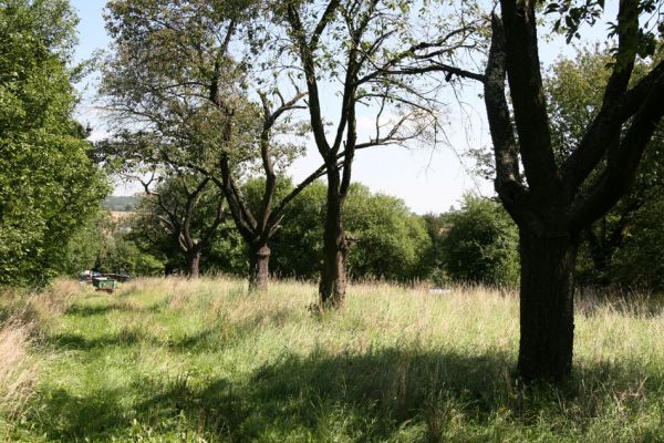 Údrnice, 20.8.2011
Třešňová alej na kopci západně od obce. 
Klíčová slova: Údrnice Anthaxia candens