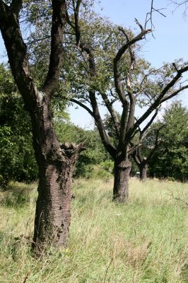 Údrnice, 20.8.2011
Třešňová alej na kopci západně od obce. 
Klíčová slova: Údrnice Anthaxia candens