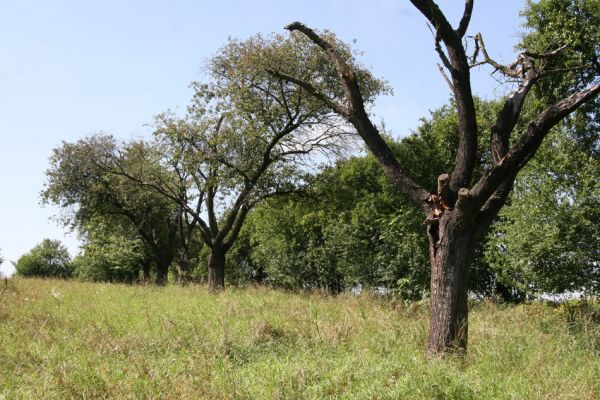 Údrnice, 20.8.2011
Třešňová alej na kopci západně od obce. 
Klíčová slova: Údrnice Anthaxia candens