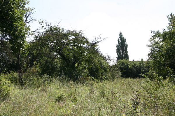 Volanice, 20.8.2011
Patřim - třešeň ve zpustlém ovocném sadu.
Schlüsselwörter: Volanice Patřim Anthaxia candens