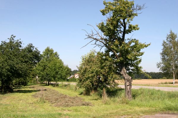 Svatý Jiří, Loučky, 21.8.2011
Stará třešeň v ovocném sadu.
Mots-clés: Svatý Jiří Loučky Anthaxia candens