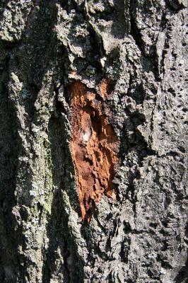 Litomyšl, Nedošín, 21.8.2011
Třešňovka. Požerek larvy Anthaxia candens.
Klíčová slova: Litomyšl Nedošín Anthaxia candens