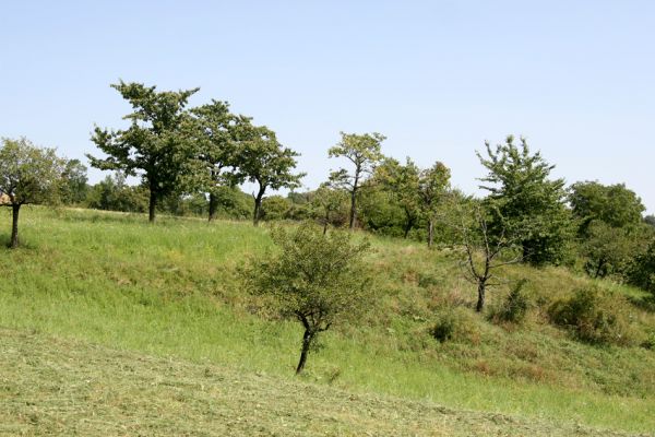 Litomyšl, Nedošín, 21.8.2011
Třešňovka.
Klíčová slova: Litomyšl Nedošín Anthaxia candens