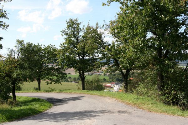 Biskupice, Flintour, 29.8.2011
Třešňová alej u silnice na Zálesí.
Schlüsselwörter: Biskupice Flintour Anthaxia candens nitidula