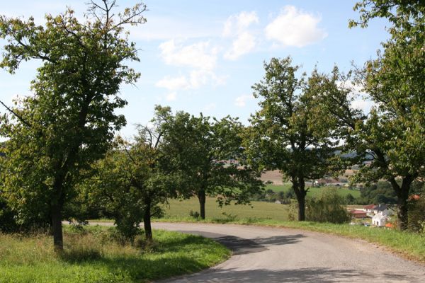 Biskupice, Flintour, 29.8.2011
Třešňová alej u silnice na Zálesí.
Schlüsselwörter: Biskupice Flintour Anthaxia candens nitidula