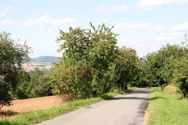 Biskupice, Flintour, 29.8.2011
Třešňová alej u silnice na Zálesí.
Klíčová slova: Biskupice Flintour Anthaxia candens nitidula