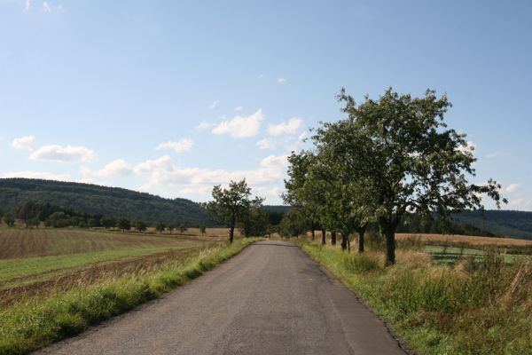 Křenov, 29.8.2011
Třešňová alej u silnice na Pohledy.
Klíčová slova: Křenov Anthaxia candens