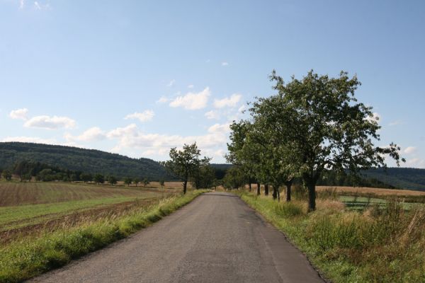 Křenov, 29.8.2011
Třešňová alej u silnice na Pohledy.
Mots-clés: Křenov Anthaxia candens