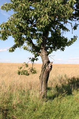 Křenov, 29.8.2011
Třešňová alej u silnice na Pohledy.
Klíčová slova: Křenov Anthaxia candens