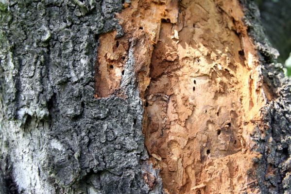 Moravská Třebová, 29.8.2011
Křížový vrch - Kalvárie. Třešňovka. Kůra třešně rozežraná krasci Anthaxia candens
Mots-clés: Moravská Třebová Křížový vrch Kalvárie Anthaxia candens