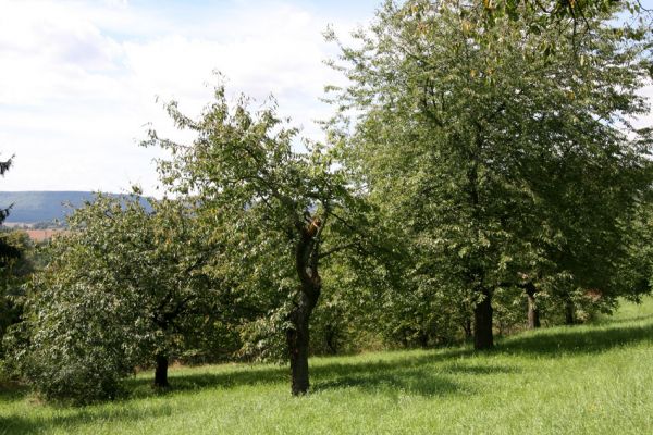 Moravská Třebová, 29.8.2011
Křížový vrch - Kalvárie. Třešňovka. 
Klíčová slova: Moravská Třebová Křížový vrch Kalvárie Anthaxia candens