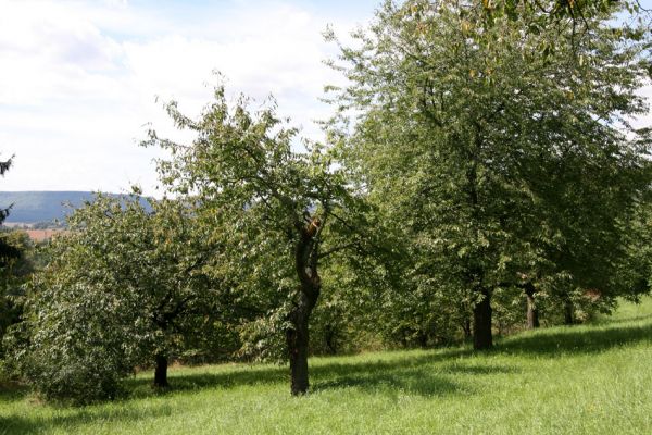 Moravská Třebová, 29.8.2011
Křížový vrch - Kalvárie. Třešňovka. 
Mots-clés: Moravská Třebová Křížový vrch Kalvárie Anthaxia candens