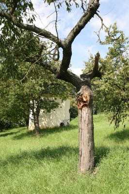 Moravská Třebová, 29.8.2011
Křížový vrch - Kalvárie. Třešňovka. 
Schlüsselwörter: Moravská Třebová Křížový vrch Kalvárie Anthaxia candens