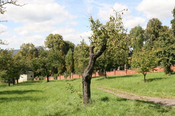 Moravská Třebová, 29.8.2011
Křížový vrch - Kalvárie. Třešňovka. 
Schlüsselwörter: Moravská Třebová Křížový vrch Kalvárie Anthaxia candens