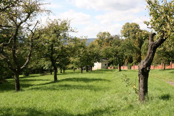 Moravská Třebová, 29.8.2011
Křížový vrch - Kalvárie. Třešňovka. 
Klíčová slova: Moravská Třebová Křížový vrch Kalvárie Anthaxia candens