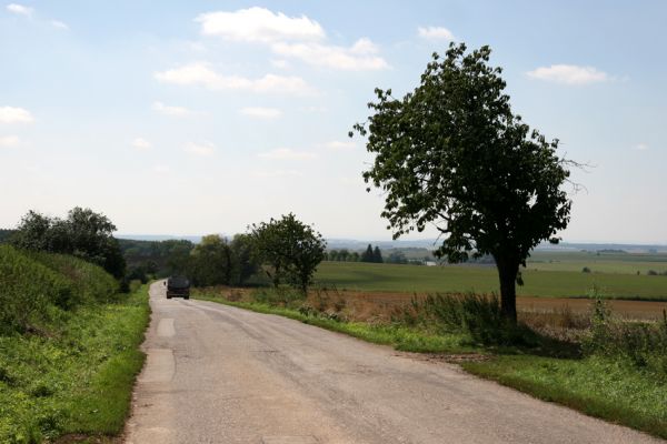 Slavhostice, 20.08.2011
Třešňová alej u silnice na Češov.
Mots-clés: Slavhostice Anthaxia candens