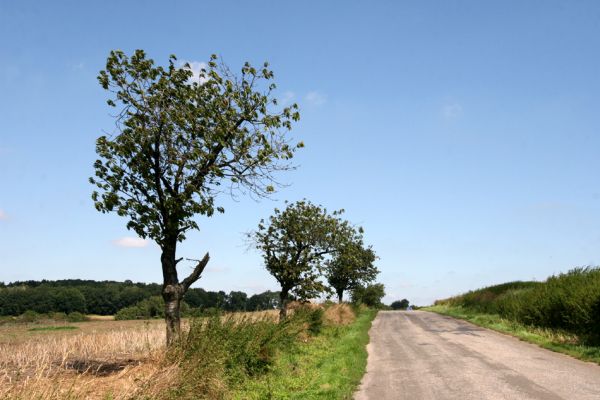 Slavhostice, 20.08.2011
Třešňová alej u silnice na Češov.
Klíčová slova: Slavhostice Anthaxia candens