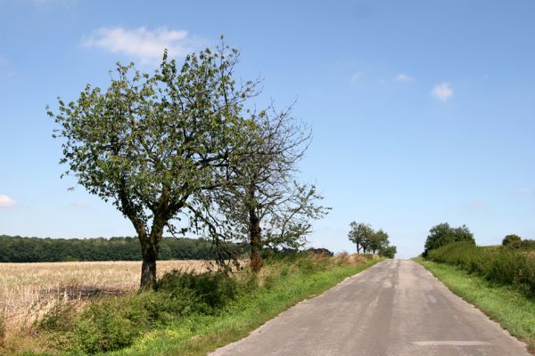 Slavhostice, 20.08.2011
Třešňová alej u silnice na Češov.
Klíčová slova: Slavhostice Anthaxia candens